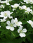 Cranesbill, Wood, White